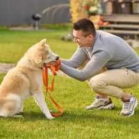 Queremos conocer qué tan impulsivos son los perros en Chile