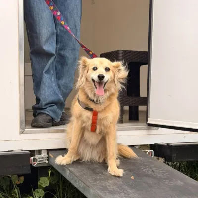 Queremos conocer qué tan impulsivos son los perros en Chile - foto 5