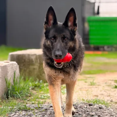 Queremos conocer qué tan impulsivos son los perros en Chile - foto 6
